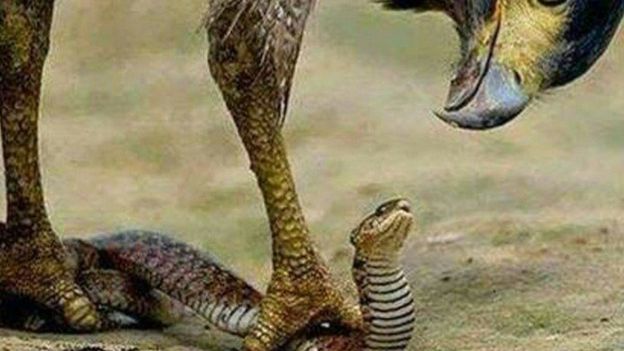content_image