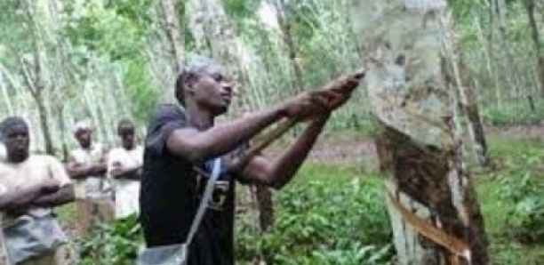 HUILE DE PALME RAFFINEE : LE GROUPEMENT DES INDUSTRIELS TRANSFORMATEURS  RASSURENT SUR LA POURSUITE DE L'APPROVISIONNEMENT DU MARCHE NATIONAL